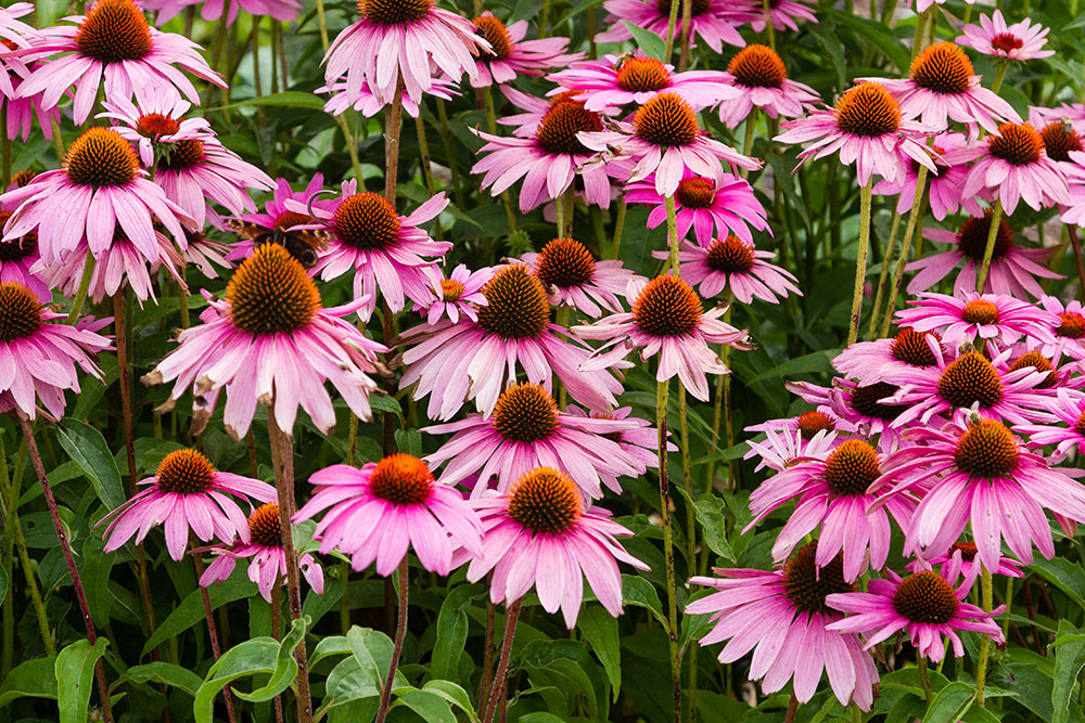 Echinacea purpurea