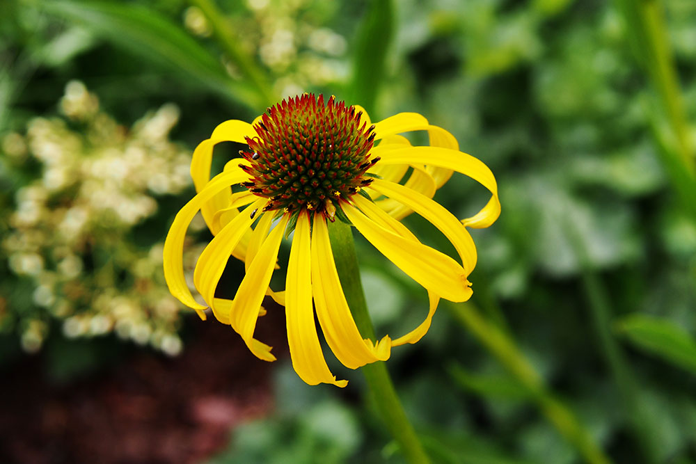 Echinacea paradoxa