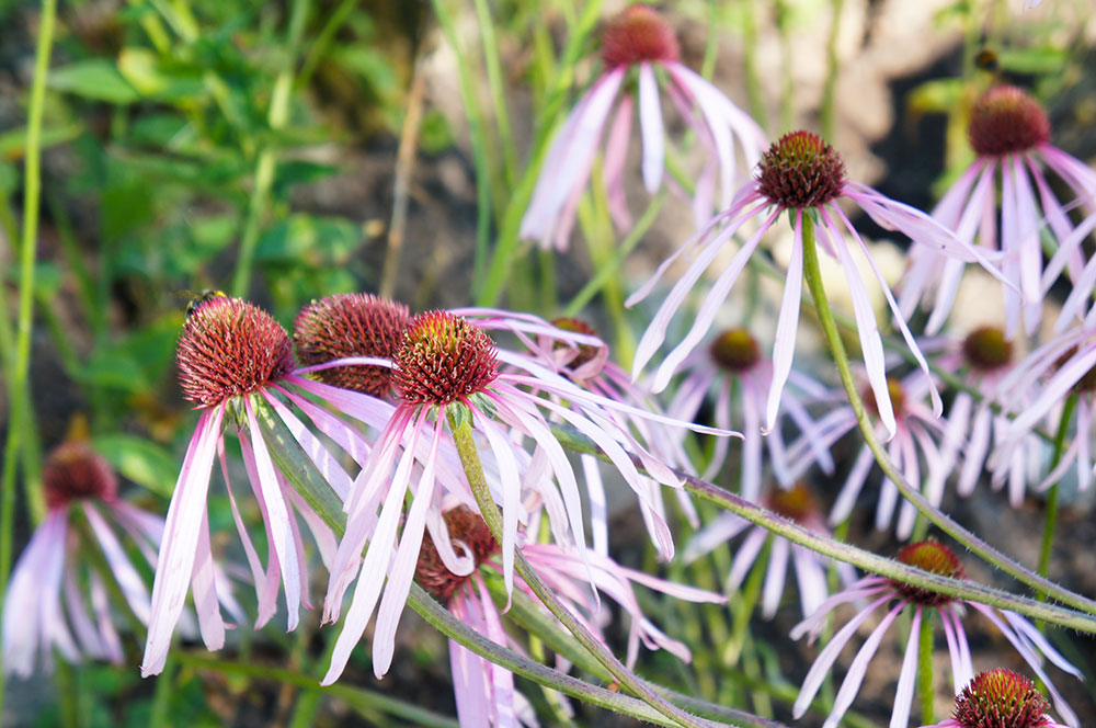 Echinacea pallida