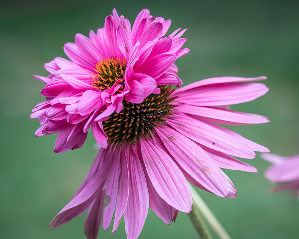 Echinacea Double decker