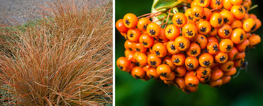 Ostrica a pyracantha