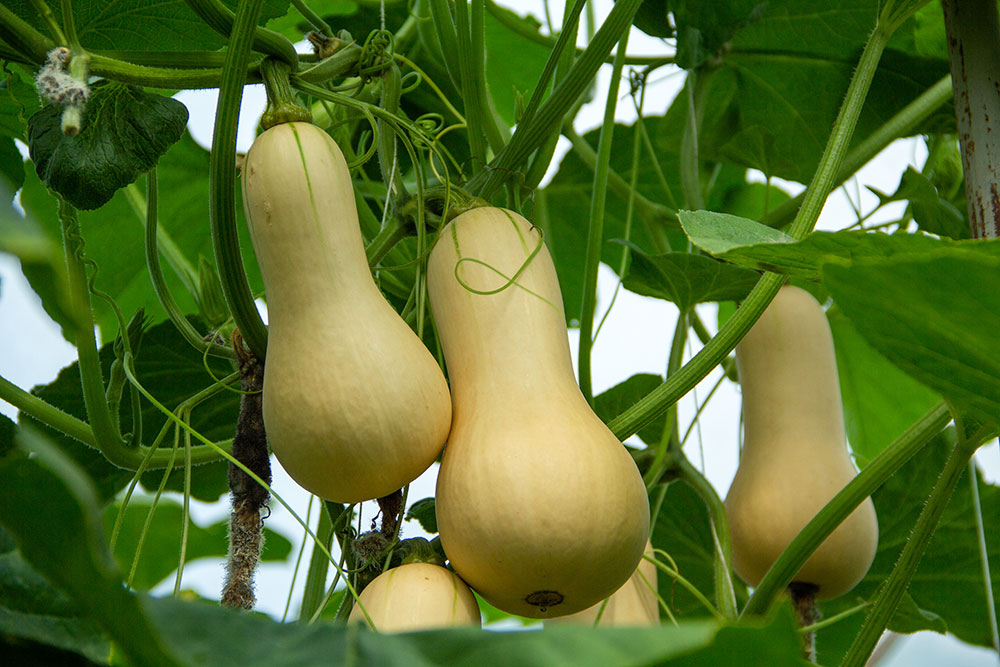 Tekvica muškátová ‘Butternut’