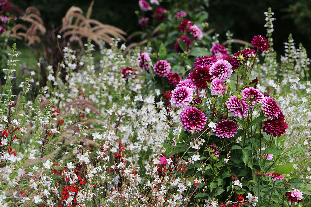 Dahlia a gaura