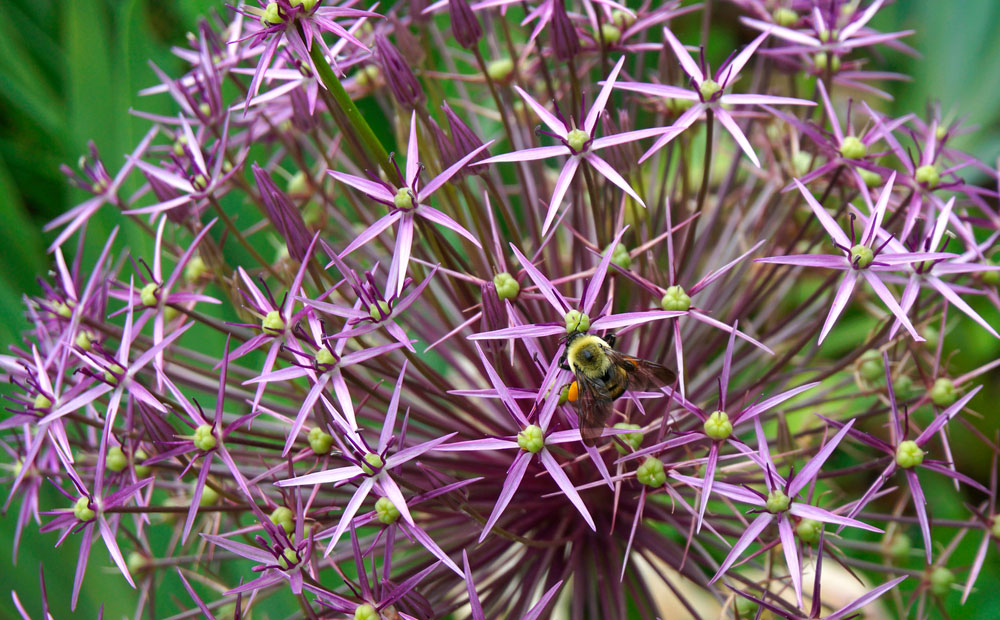 Okrasný cesnak Allium christophii