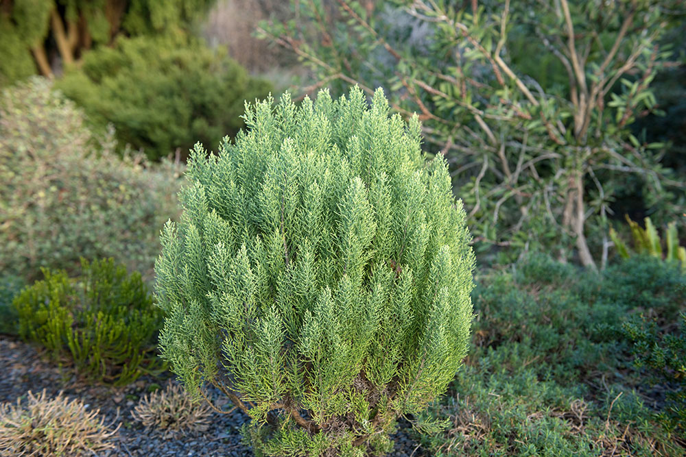 Hebe cupressoides