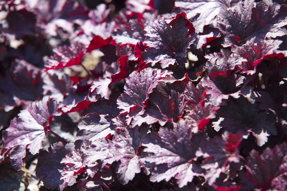 Heuchera