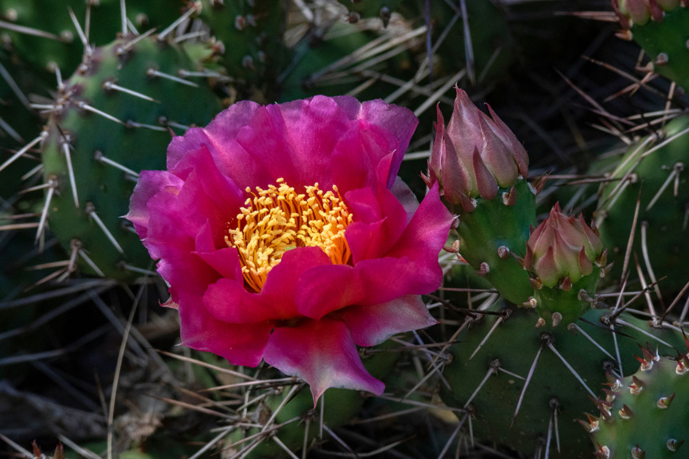 Mrazuvzdorná opuncia - opuntia polyacantha var. erinacea