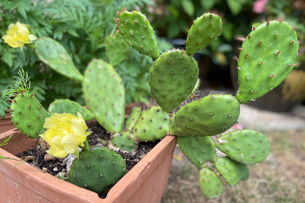 Opuntia humifusa