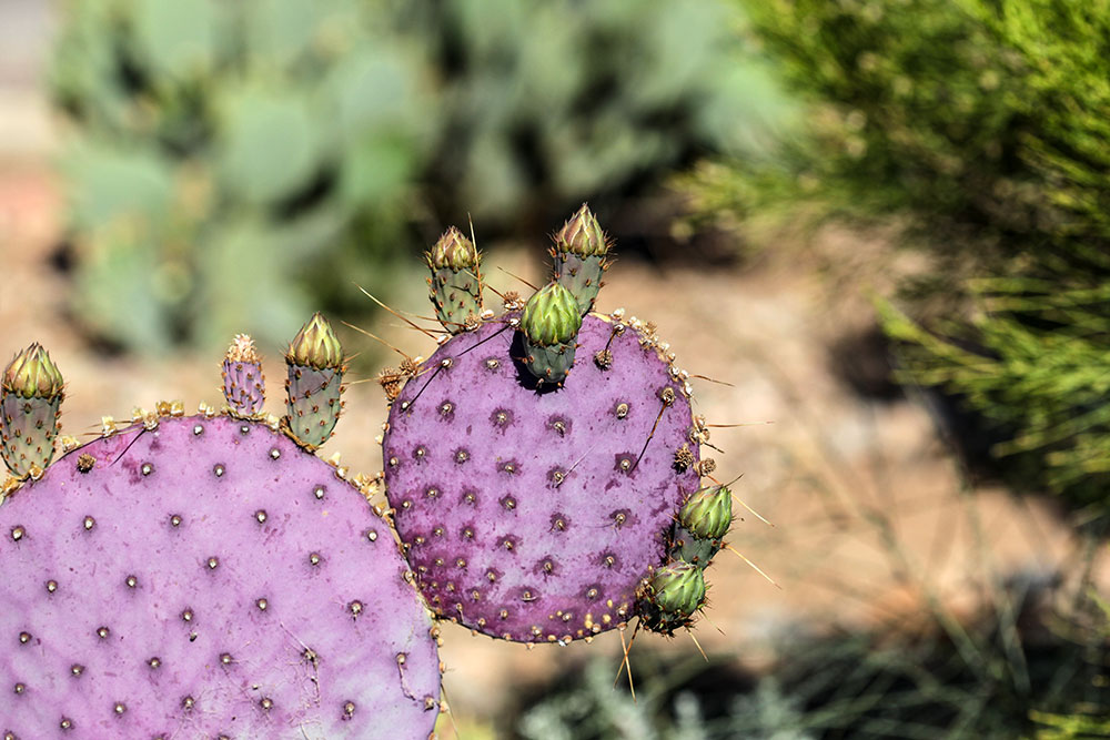 Opuntia violacea