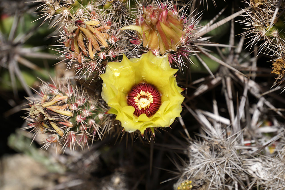 Opuntia fragilis