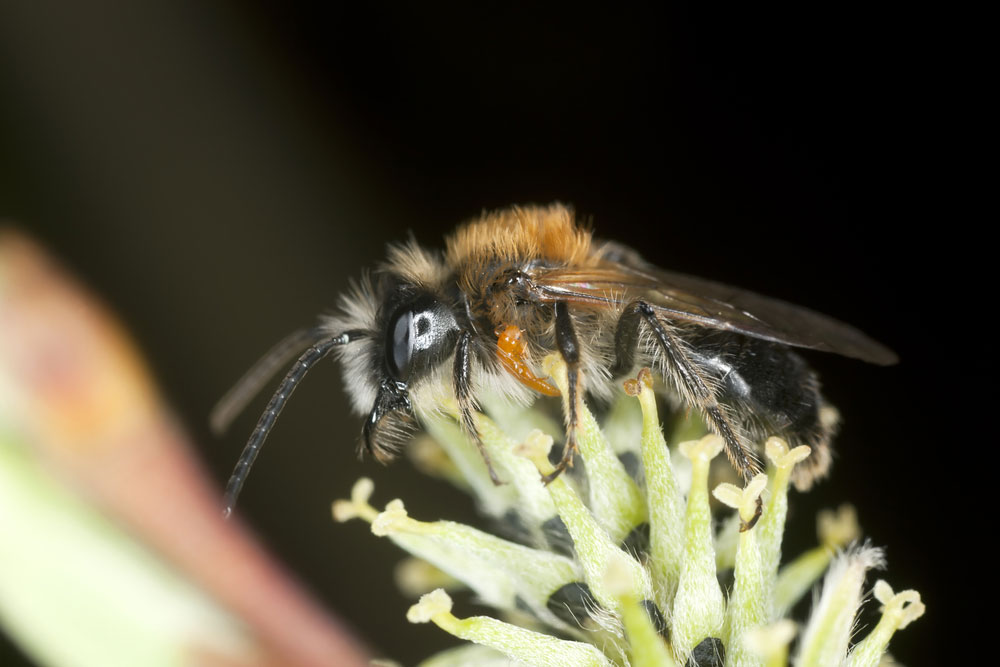 Larva májky na včele samotárke