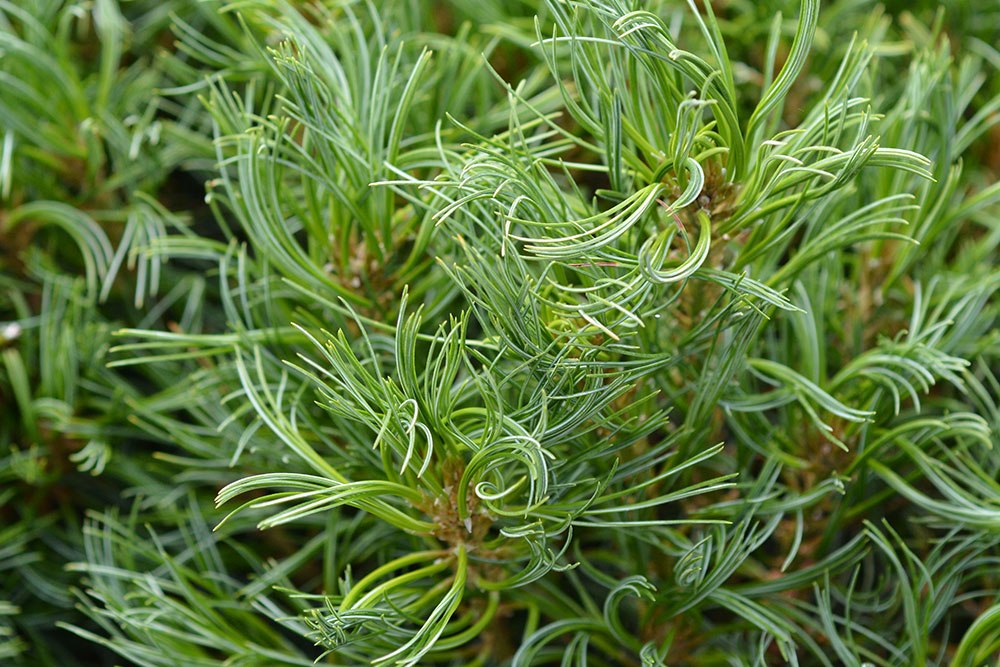 Borovica hladká, vejmutovka (Pinus strobus ʻTiny Kurlsʼ)