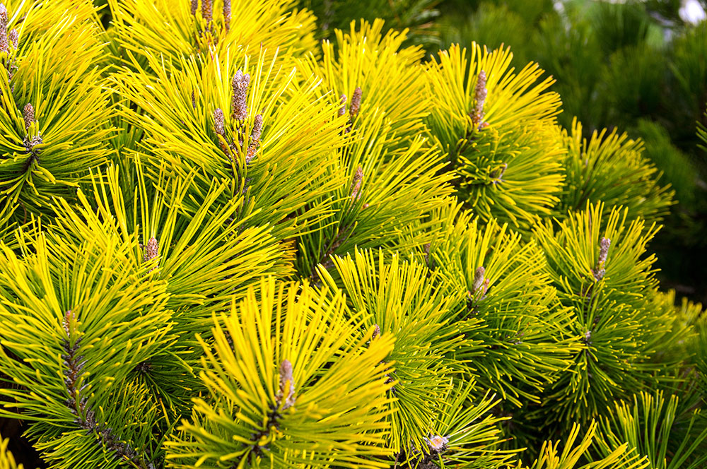 Borovica kosodrevina (Pinus mugo ʻWinter Goldʼ)