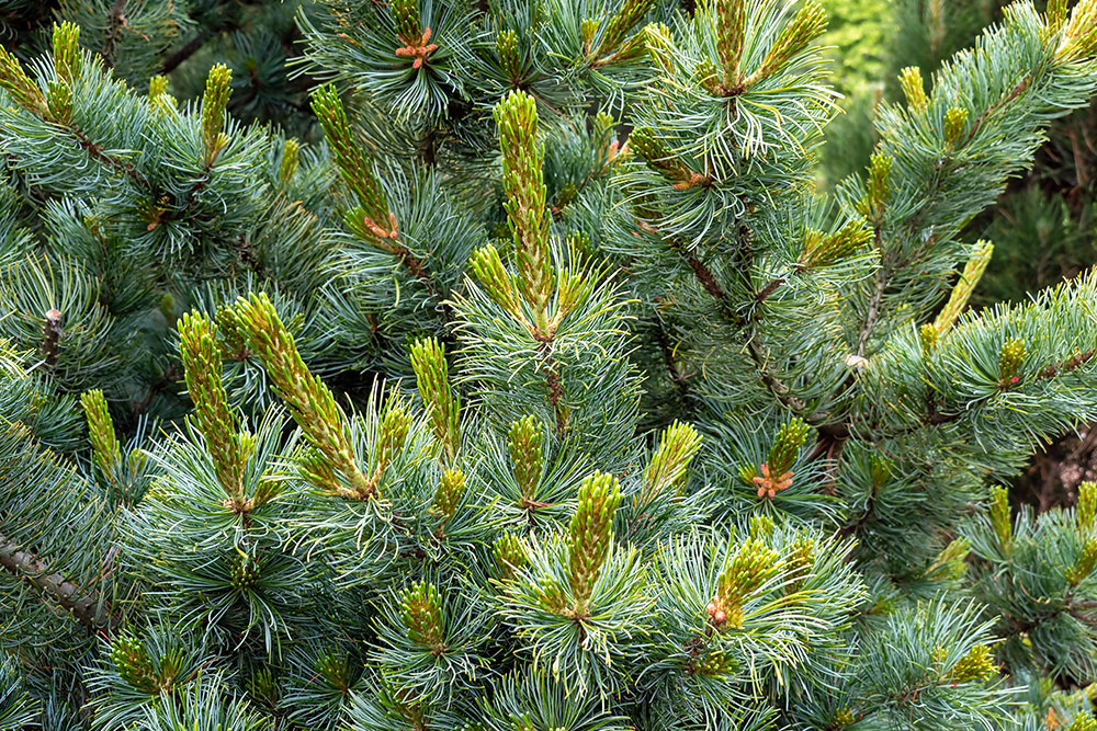 Borovica drobnokvetá (Pinus parviflora ʻNegishiʼ)