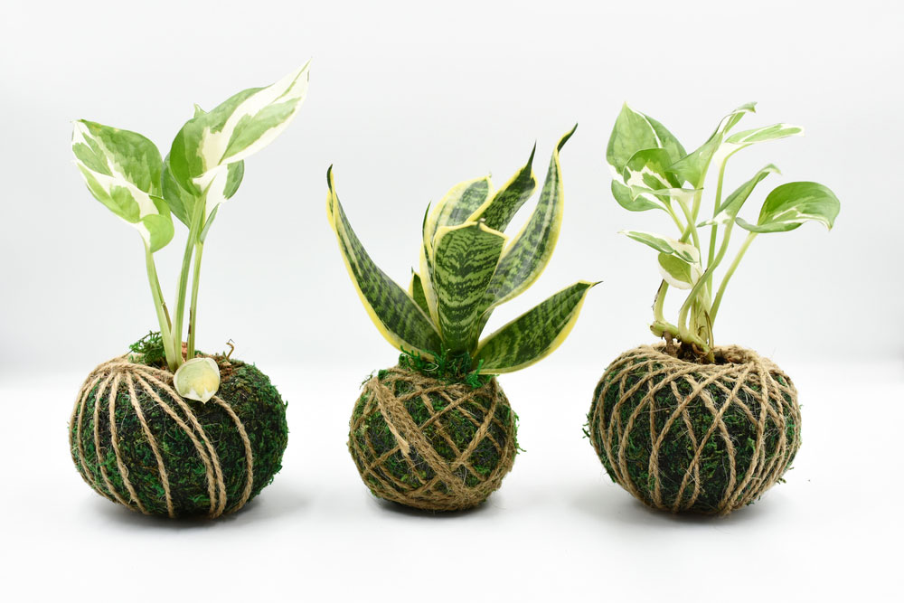 Kokedama