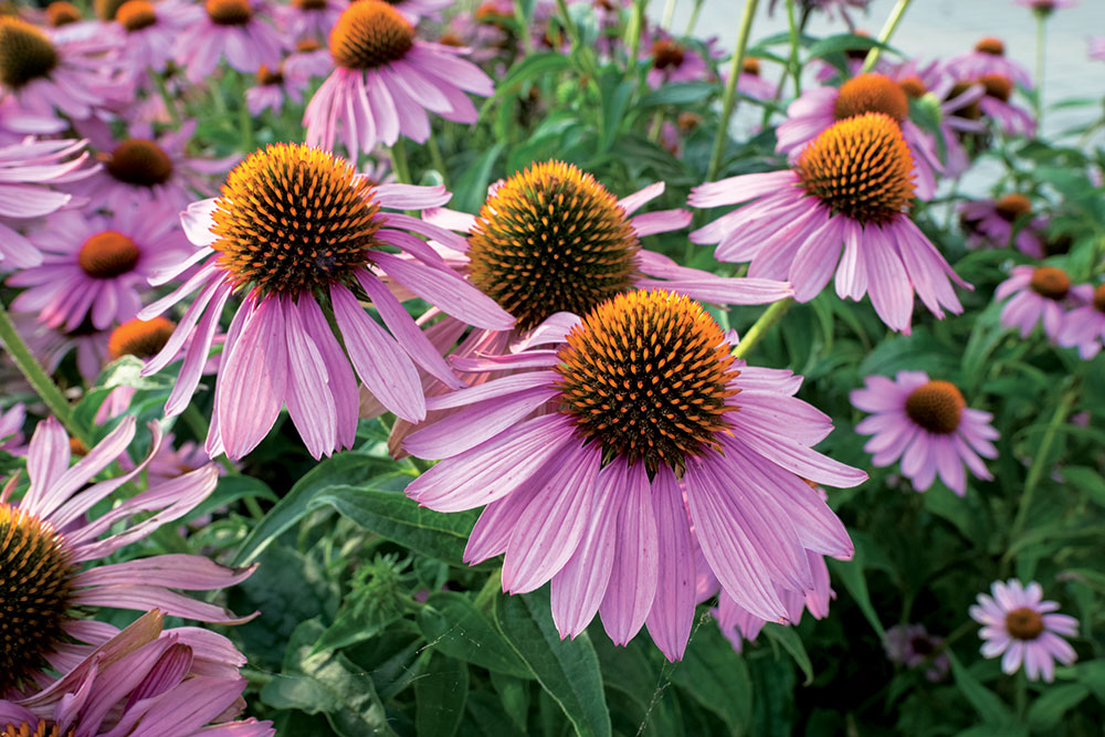 Echinacea