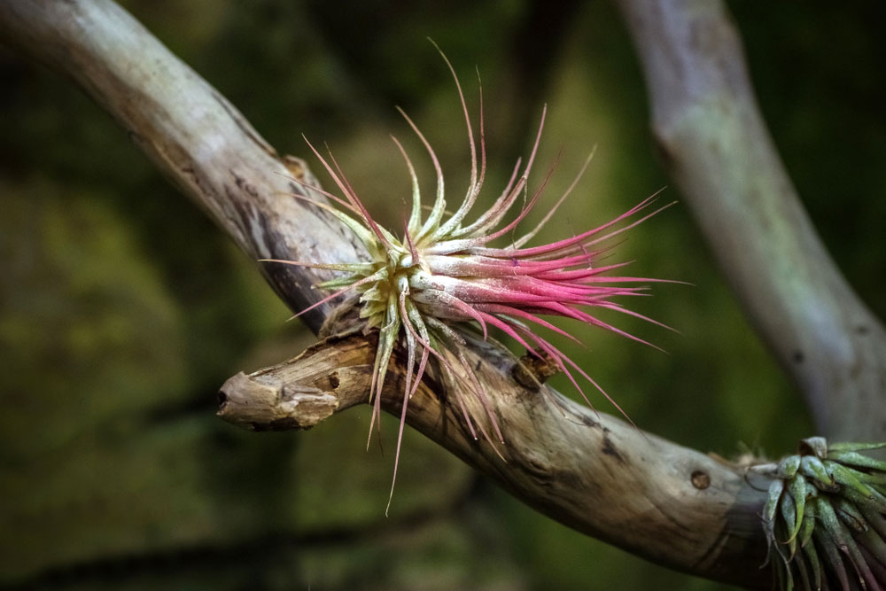 Tillandsia