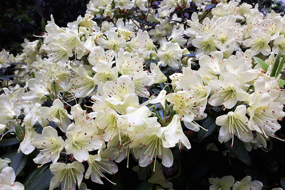 Azalea japonica Palestrina