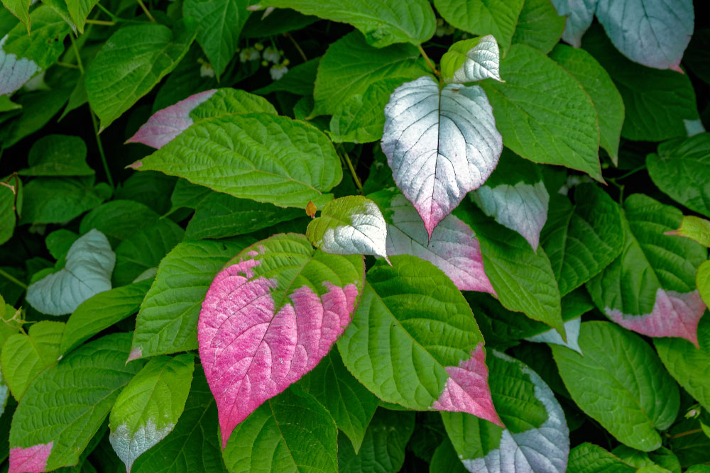 Actinidia kolomikta