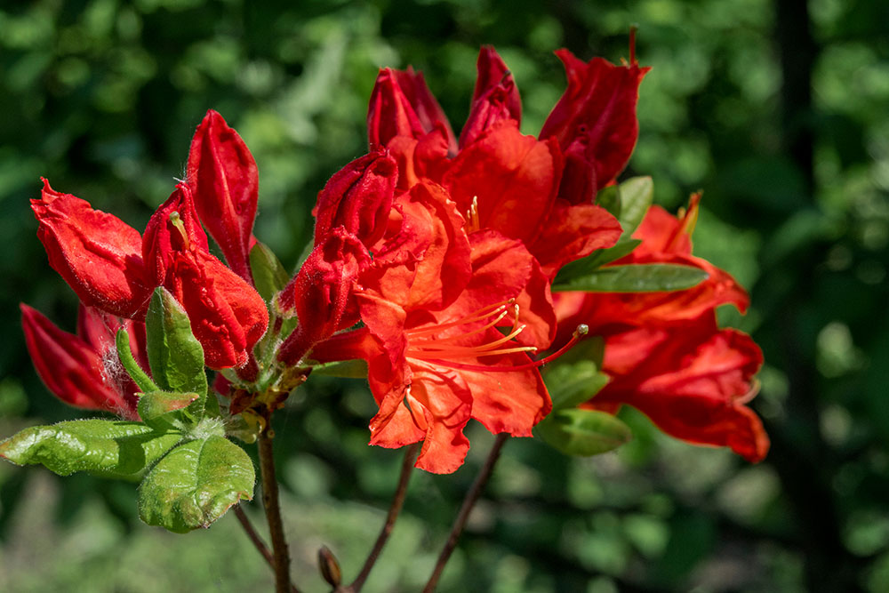 Azalea Feuerwerk