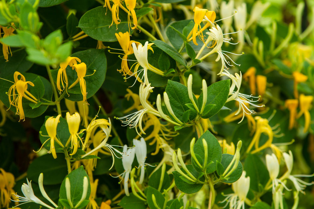 Lonicera japonica