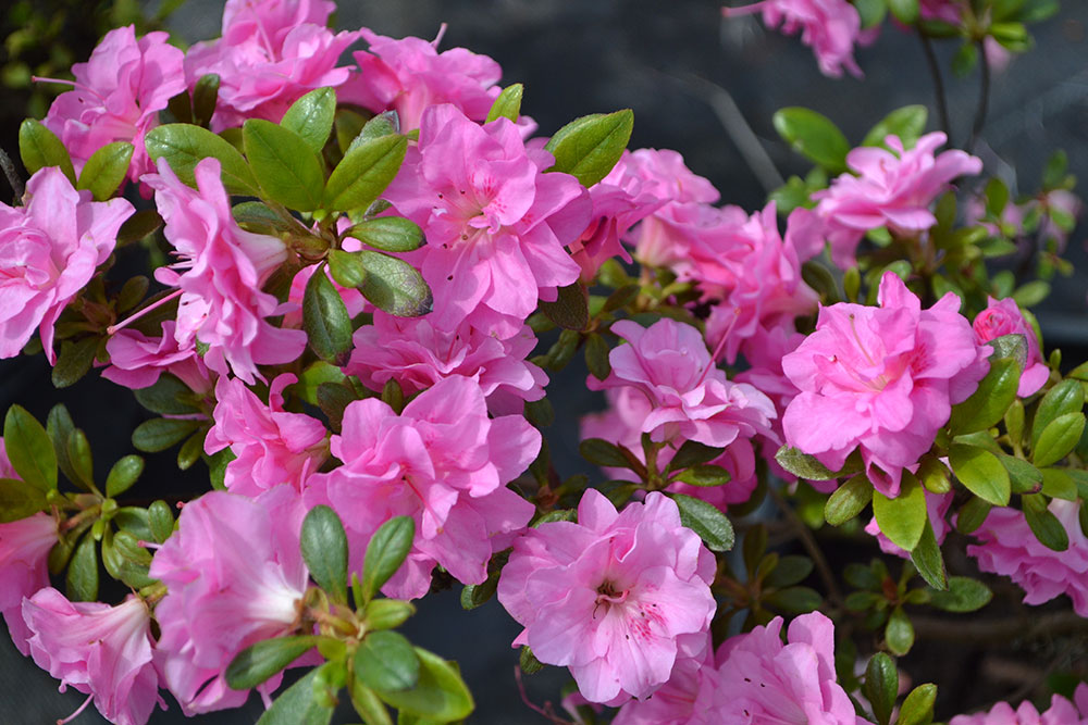 Azalea japonica Rosinetta