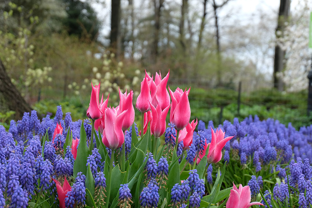 Tulipány a modrice