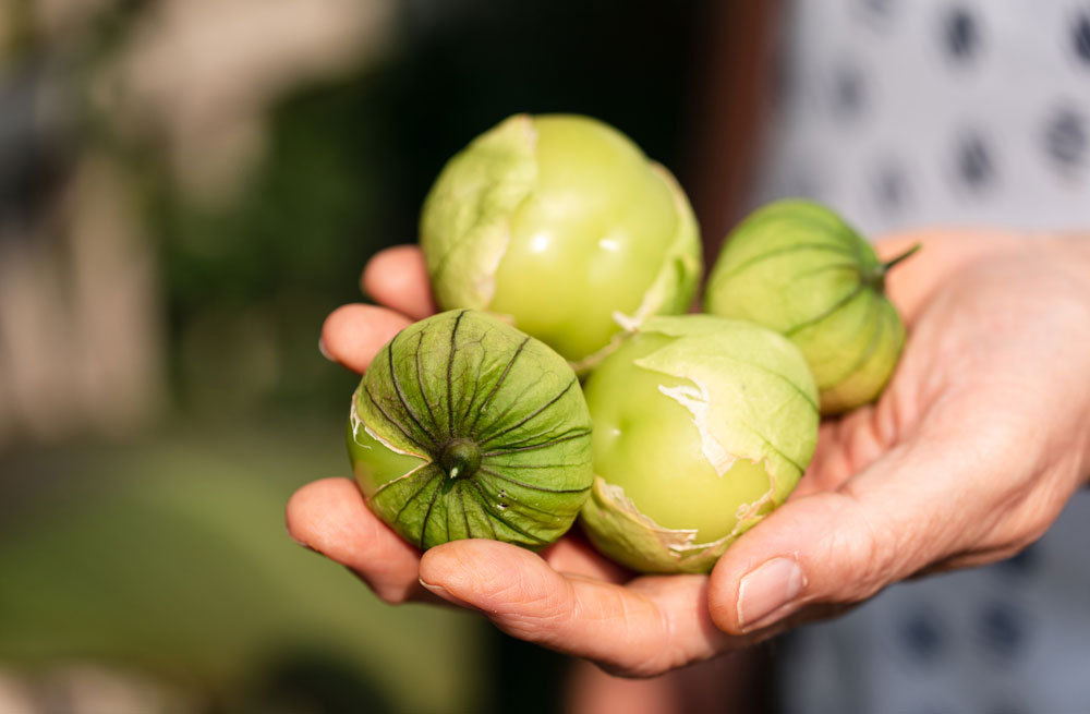 Tomatillo