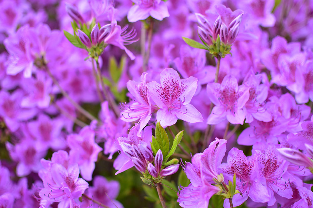 Azalea japonica Blue Danube