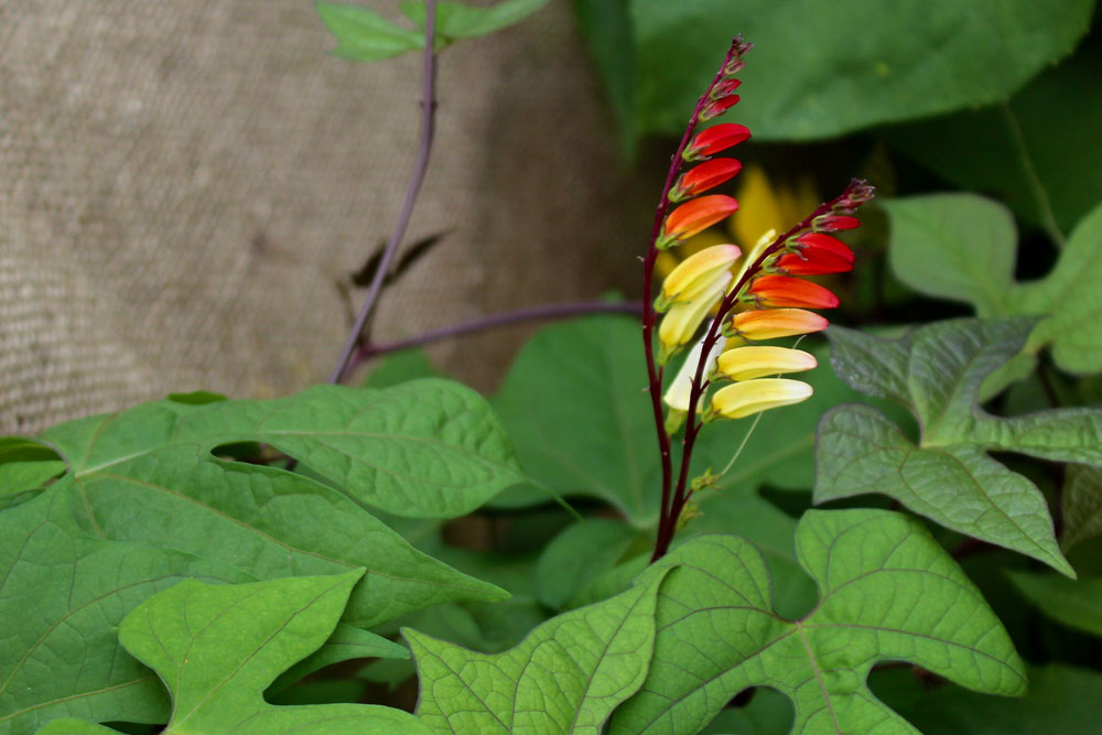 Quamoclit lobata