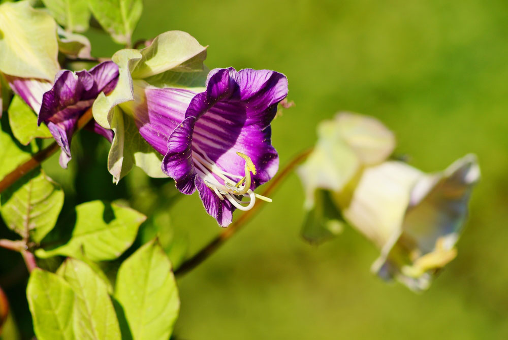 Cobaea scandens