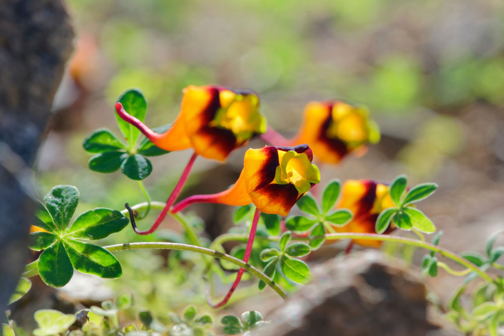 Tropaeolum tricolor