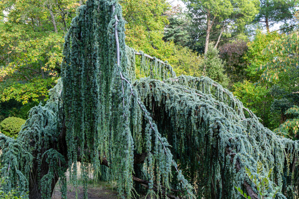 Cedrus atlantica Glauca Pendula