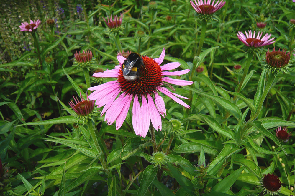 Echinacea