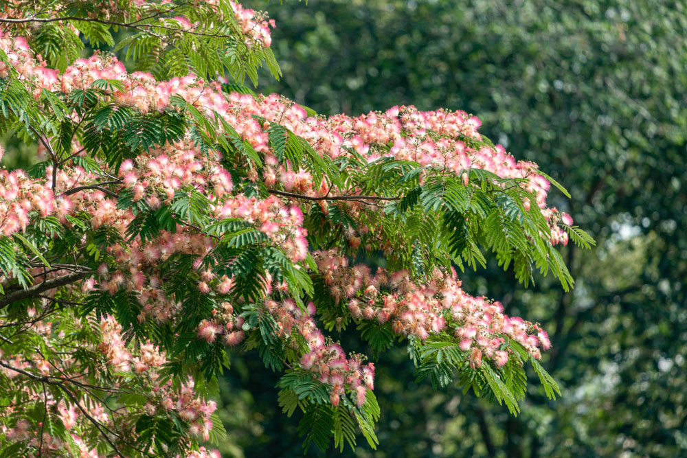 albizia