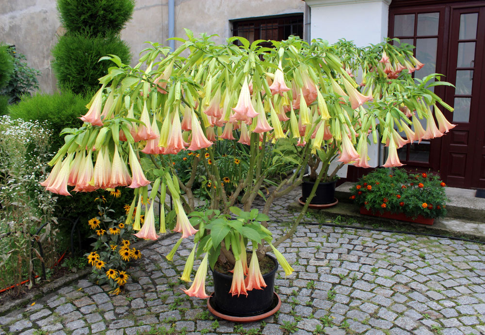 brugmansia