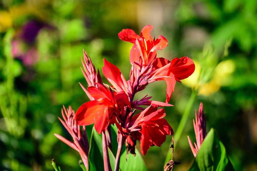 canna indica