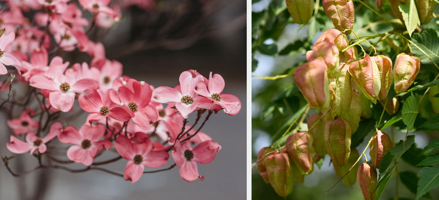 cornus koeltreuteria