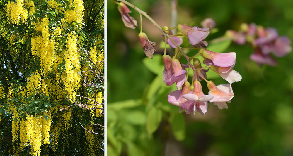 laburnum laburnocytisus