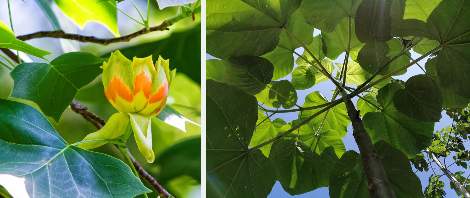 liriodendron paulownia