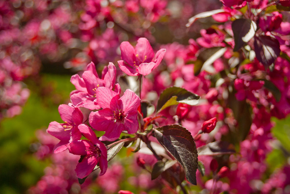 malus royal beauty