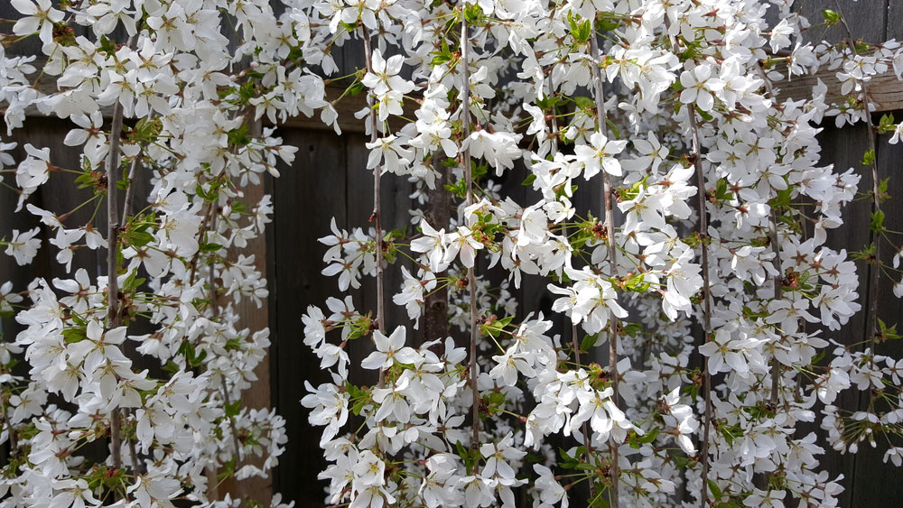 prunus snow fountain