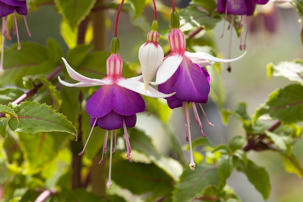 Fuksia ‘Deep Purple’