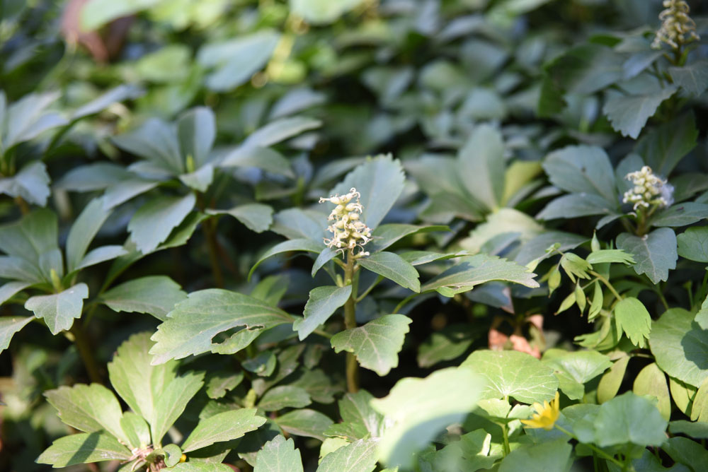 Pachysandra vrcholová