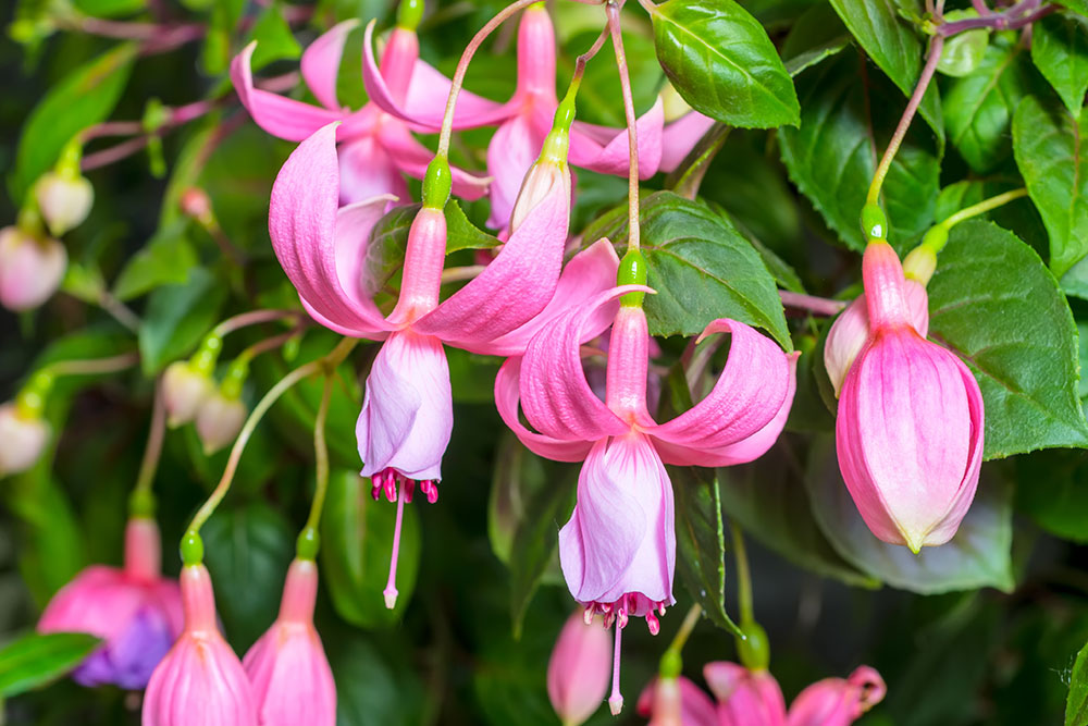 Fuksia ‘Pink Galore’