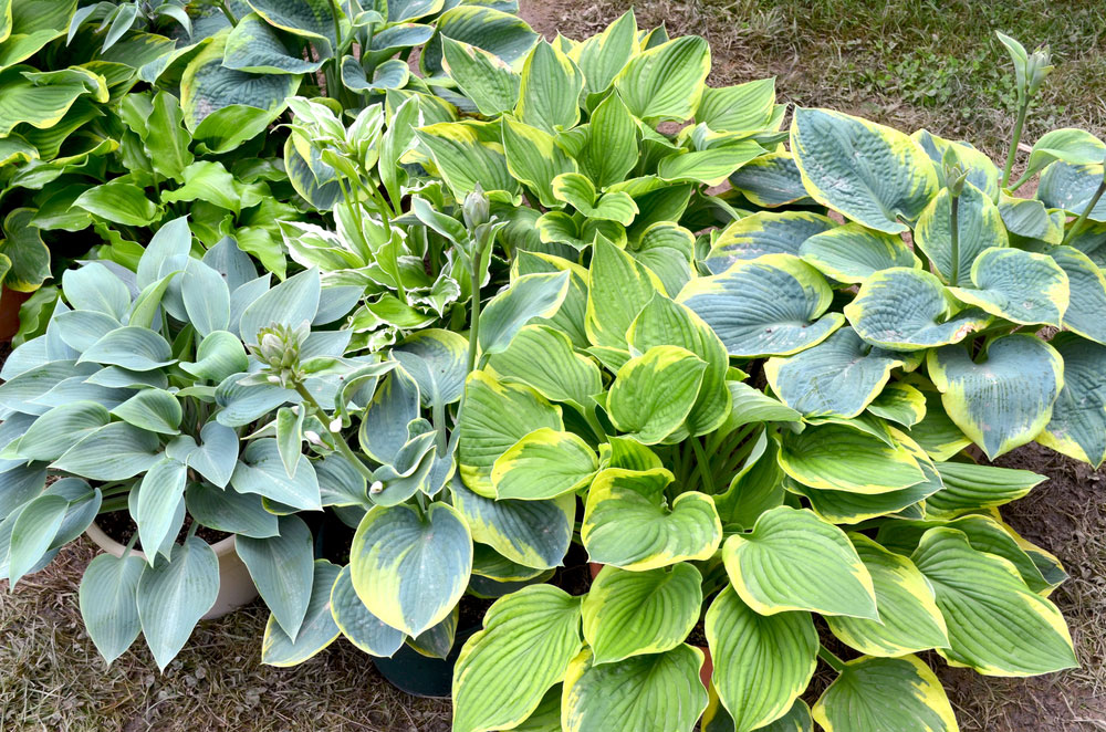 Funkia (Hosta)