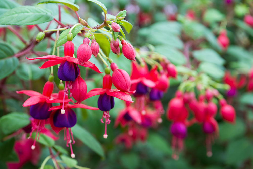 Fuksia ‘Tom Thumb’