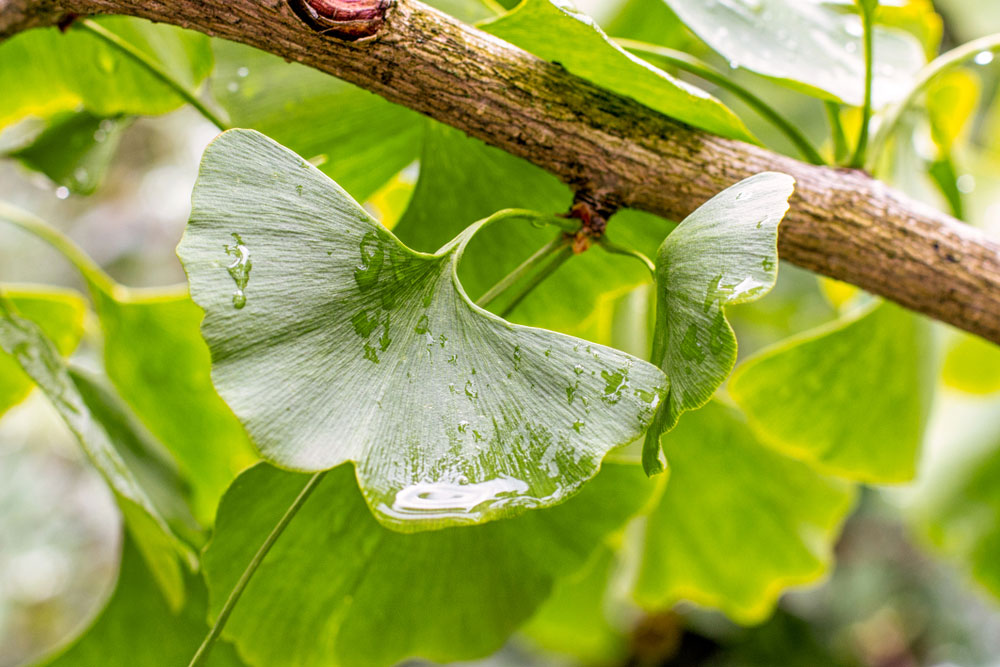 Ginko