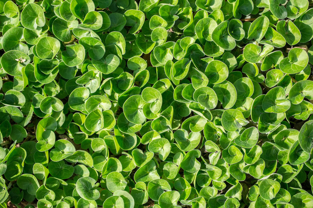 Asarum europaeum