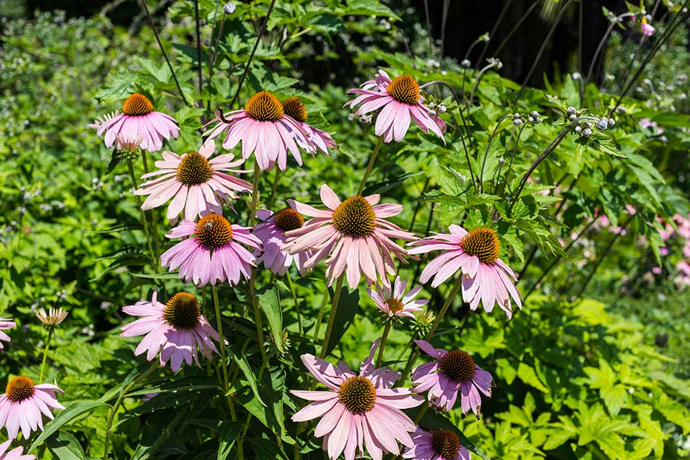 Echinacea purpurová